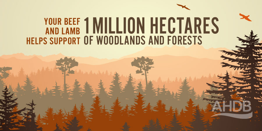 Your beef and lamb helps support 1 million hectares of woodlands and forests. Source: https://www.gov.uk/government/statistical-data-sets/structure-of-the-agricultural-industry-in-england-and-the-uk-at-june